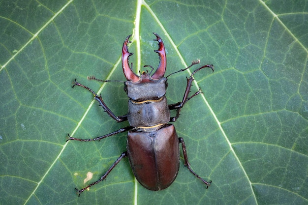 Lucanus cervus, the European stag beetle, is one of the best-known species of stag beetle...