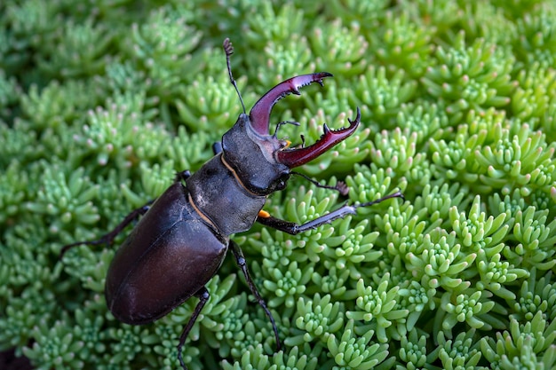 Lucanus cervus, the European stag beetle, is one of the best-known species of stag beetle,..