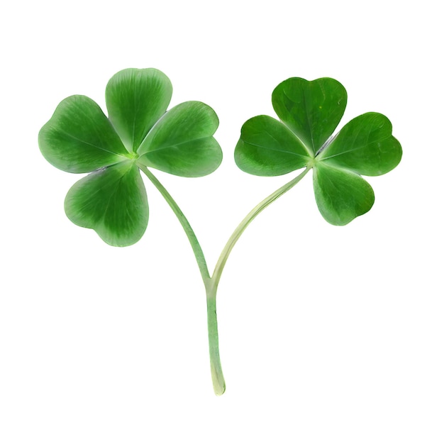 lucky green clover and shamrock isolated on transparent background