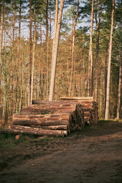 Lumber stored in stacked piles in forest Close up of wooden logs sorted