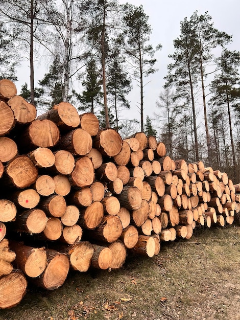 Lumber stored in stacked piles in forest Close up of wooden logs sorted