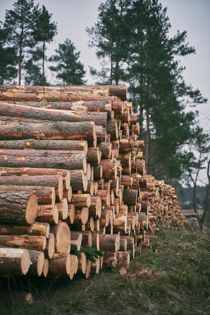 Lumber stored in stacked piles in forest Close up of wooden logs sorted