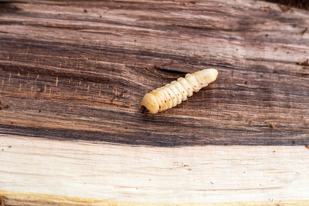 Lumberjack beetle or barbel beetle larva on wood surface Insect pests of wood