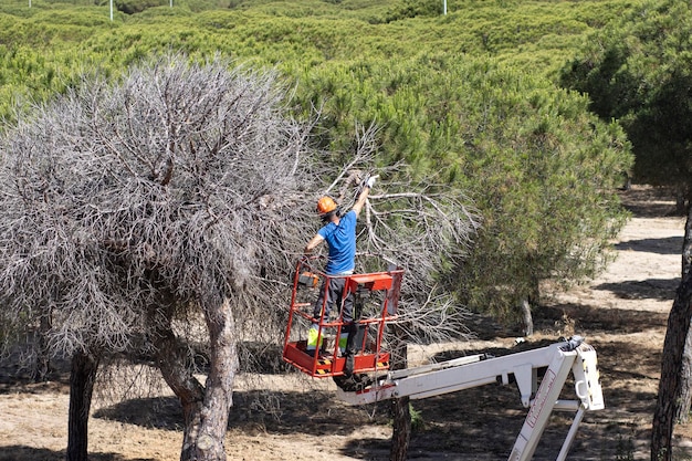 A lumberjack with a chainsaw cutting branches from a dead tree Standing on a mechanical platform