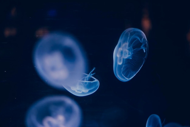 luminescent group of jellyfish swimming in the bottom of the sea. gelatinous forms