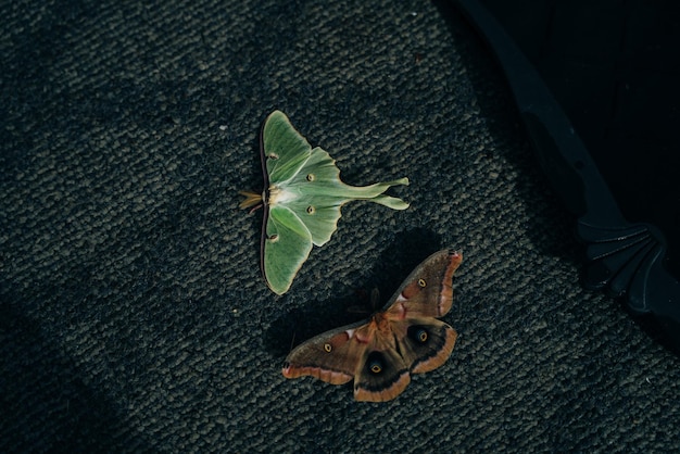 Luna Green Velvet Moth on the floor