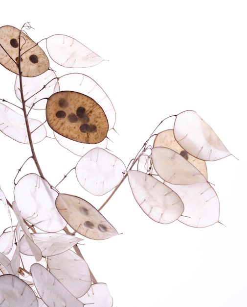 Lunaria annua plant silver dollar plant against white light