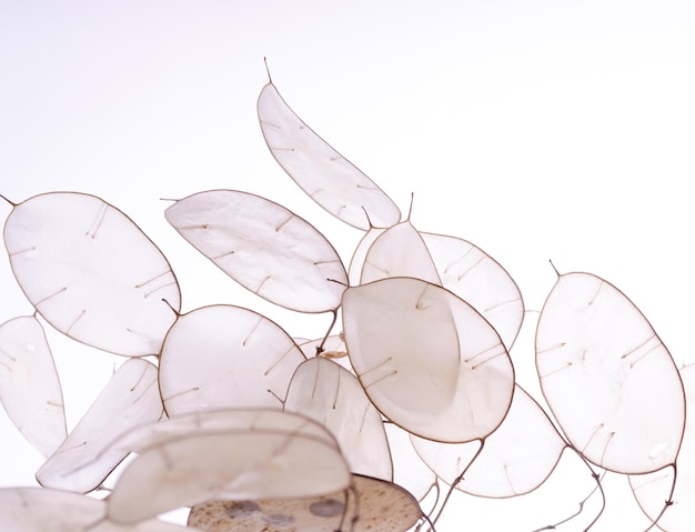 Lunaria annua plant silver dollar plant against white light