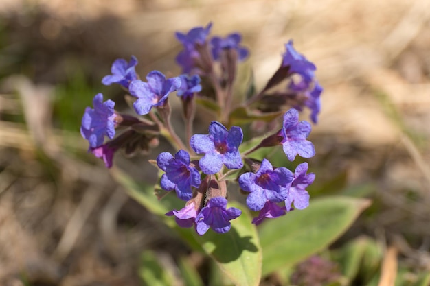 Lungwort blue flowers on blur background pulmonaria plant close up