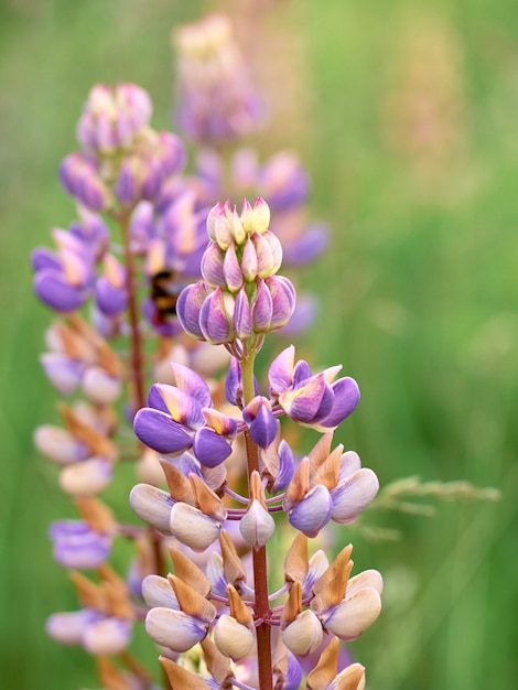 Lupin flowers blooms in the field.