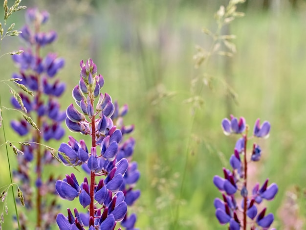 Lupin flowers blooms in the field.