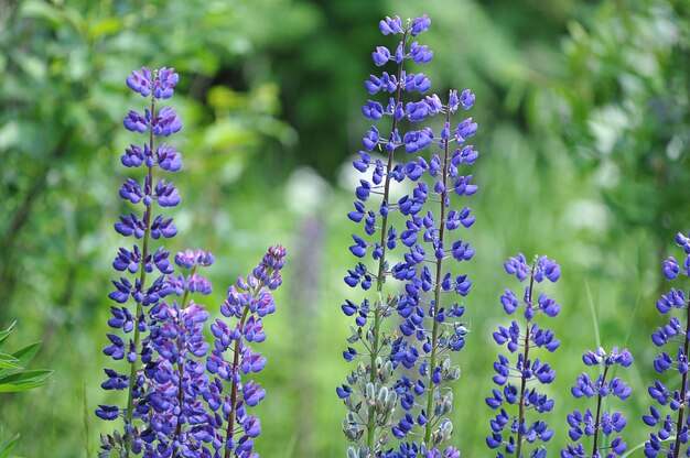 Lupin flowers (genus Lupinus) 