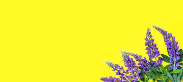 Lupine in the corner on yellow background composition of wild purple blue flowers flat lay top view