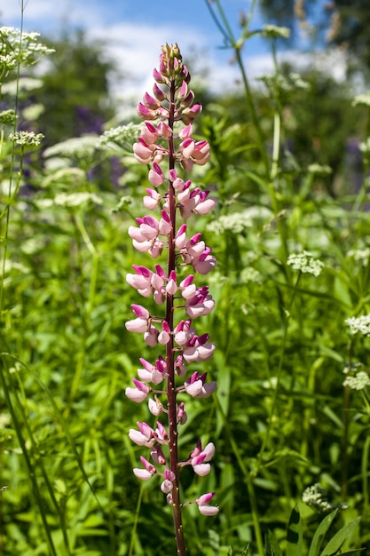 Lupine flower close up