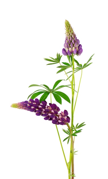 Lupine flowers isolated on white background Two purple lupinus