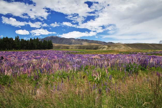 Lupine flowers in New Zealand