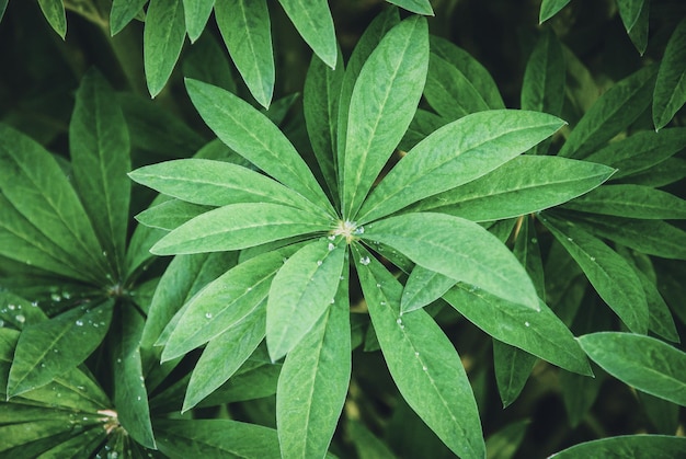 Lupine plant leaves in spring garden