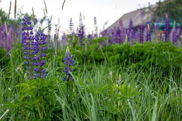 Lupines dark blue closeup on a background of greenery and the wooden house a summer evening