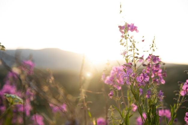 Lupins flower blooming in the sunset