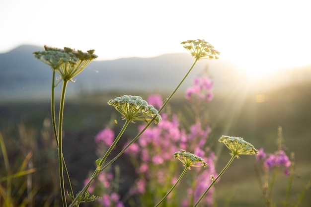 Lupins flower blooming in the sunset