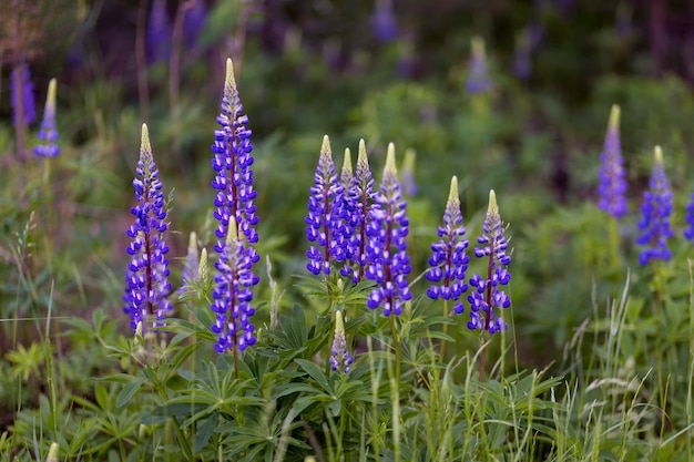 Lupinus field with pink purple and blue flowers. A field of lupines.