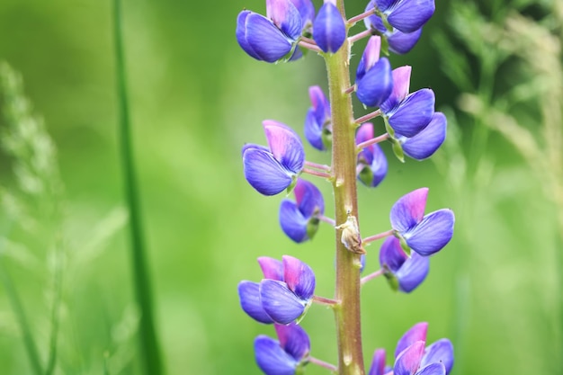 Lupinus polyphyllus lupine flowers in bloom close up Lupine purple flower Wild plant in sunlight in the garden