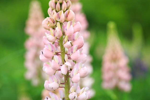 Lupinus polyphyllus lupine flowers in bloom Lupine lupine lupine field with pink purple flower Wild plant in sunlight in the garden