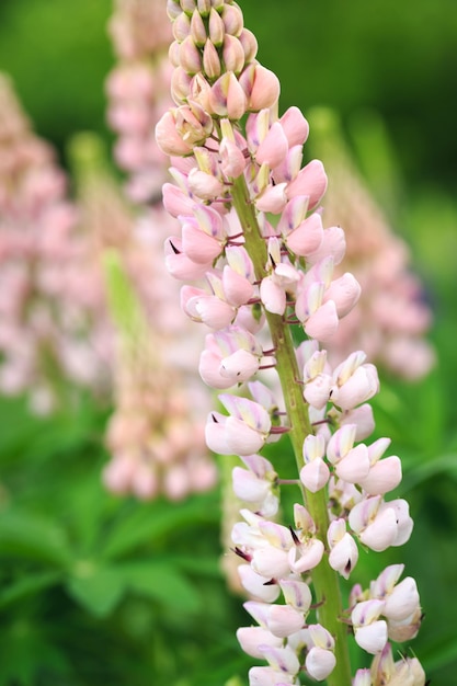 Lupinus polyphyllus lupine flowers in bloom Lupine lupine lupine field with pink purple flower Wild plant in sunlight in the garden