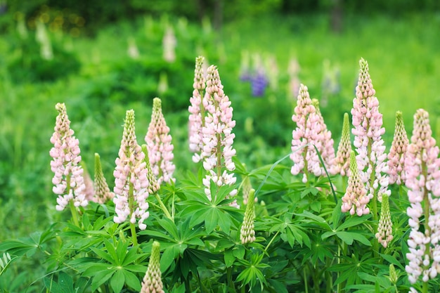 Lupinus polyphyllus lupine flowers in bloom Lupinus lupin lupine field with pink purple flower Wild plant in sunlight in the garden