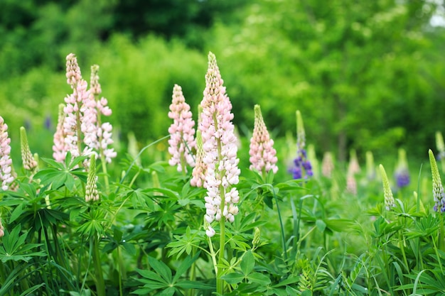 Lupinus polyphyllus lupine flowers in bloom Lupinus lupin lupine field with pink purple flower Wild plant in sunlight in the garden