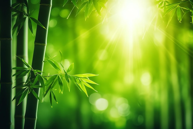 Lush Bamboo Forest with Enchanting Light