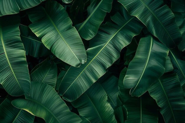 Lush Banana Leaf Canopy