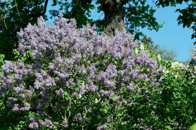 Lush beautiful lilac blossom in a botanical garden on a bright sunny spring day