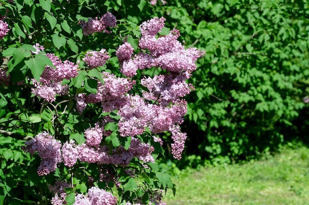 Lush beautiful lilac blossom in a botanical garden on a bright sunny spring day