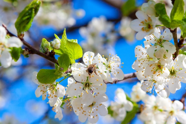 Lush blooming apple tree branches in the farmer's orchard