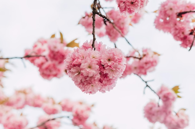 Lush branches with cherry blossoms against the background of a white sky