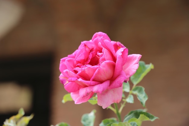 Lush bright pink close-up rose