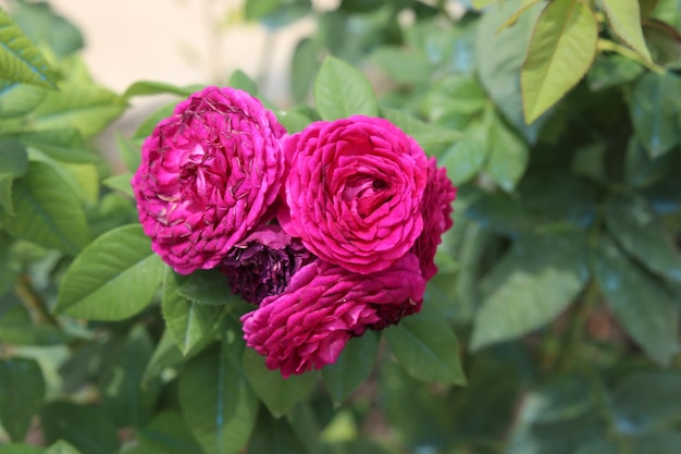 Lush bright pink close-up rose