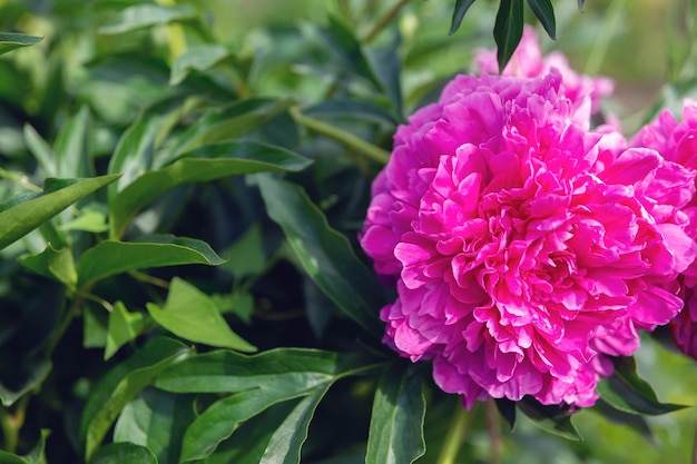 Lush bud of peony flower on background of foliage Natural background Greeting card for holiday