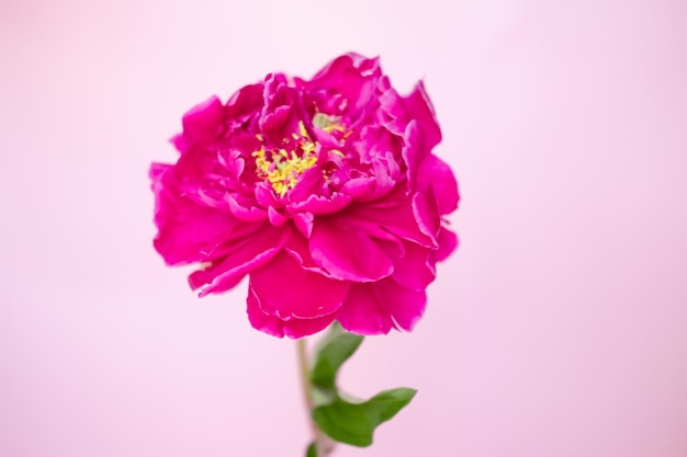 Lush burgundy peony closeup on a pink background