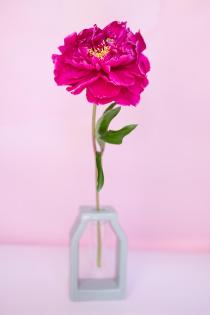 Lush burgundy peony closeup on a pink background