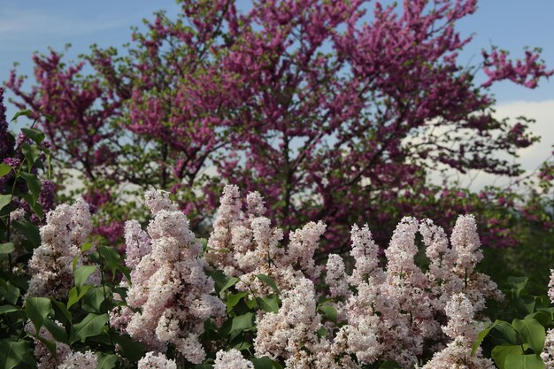 lush bush of blooming lilac close up background