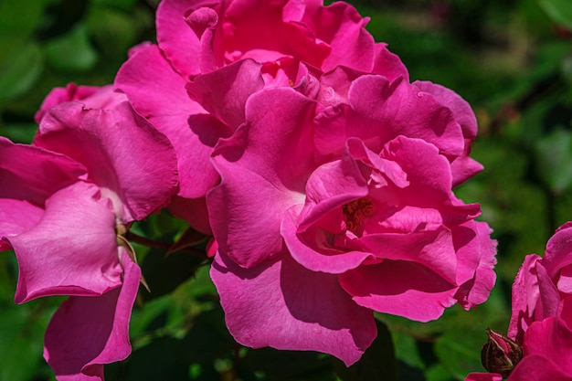 Lush bush of pink roses after rain beautiful blossom flowers at sunny summer day Gardening floristry landscaping concept For covers postcards Chinese or tea rose Rosa chinensis Rosehip