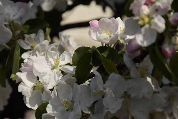 Lush cherry blossoms closeup Ulyanovsk Russia