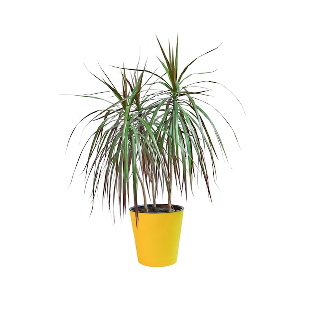 Lush dracaena in a yellow pot isolated on white background. Element for design. Indoor flower