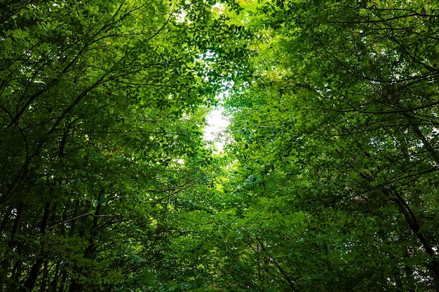 Lush forest background photo Carbon netzero or carbon neutrality concept