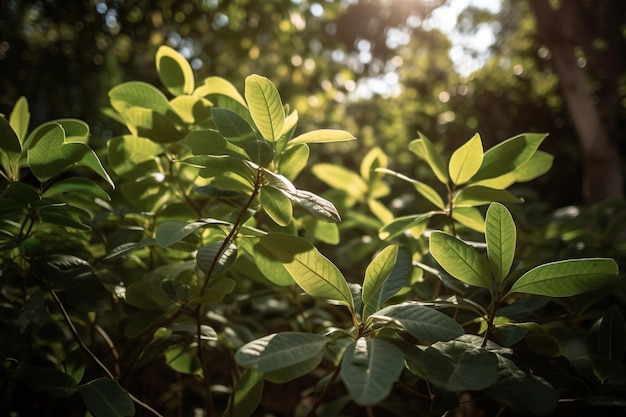 Lush and Fragrant Photo of a Large Bay Leaf Plant in a Serene Garden Setting