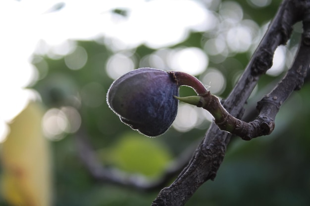 Photo lush fresh fig fruits on stems