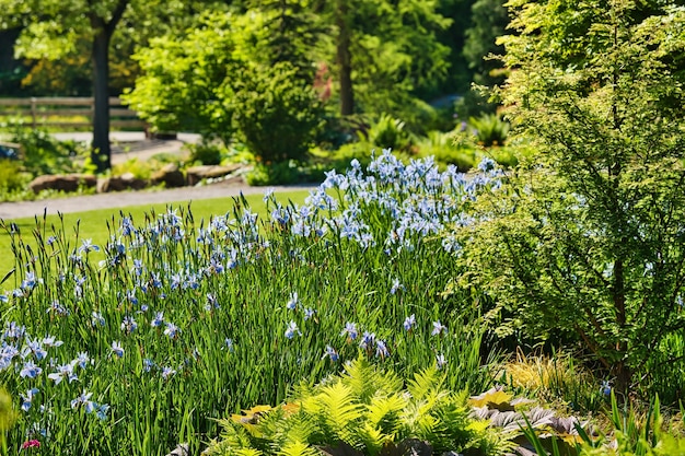 Lush garden with blooming blue flowers and green foliage