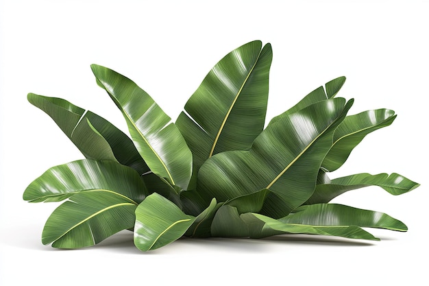 Lush green banana leaves isolated on a white background